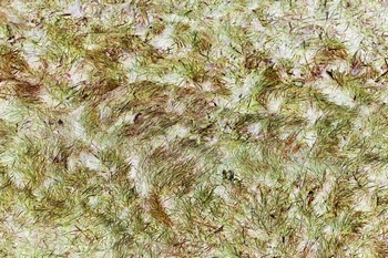 N 129a